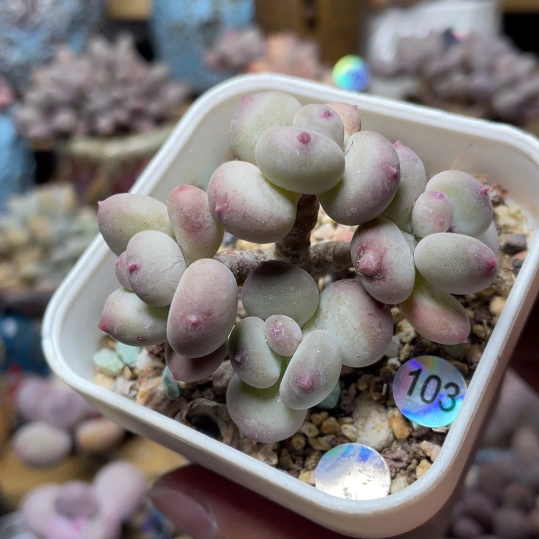 苹果奶酪二代多肉植物