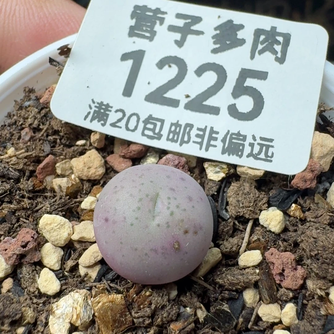 小拳拳带盆土