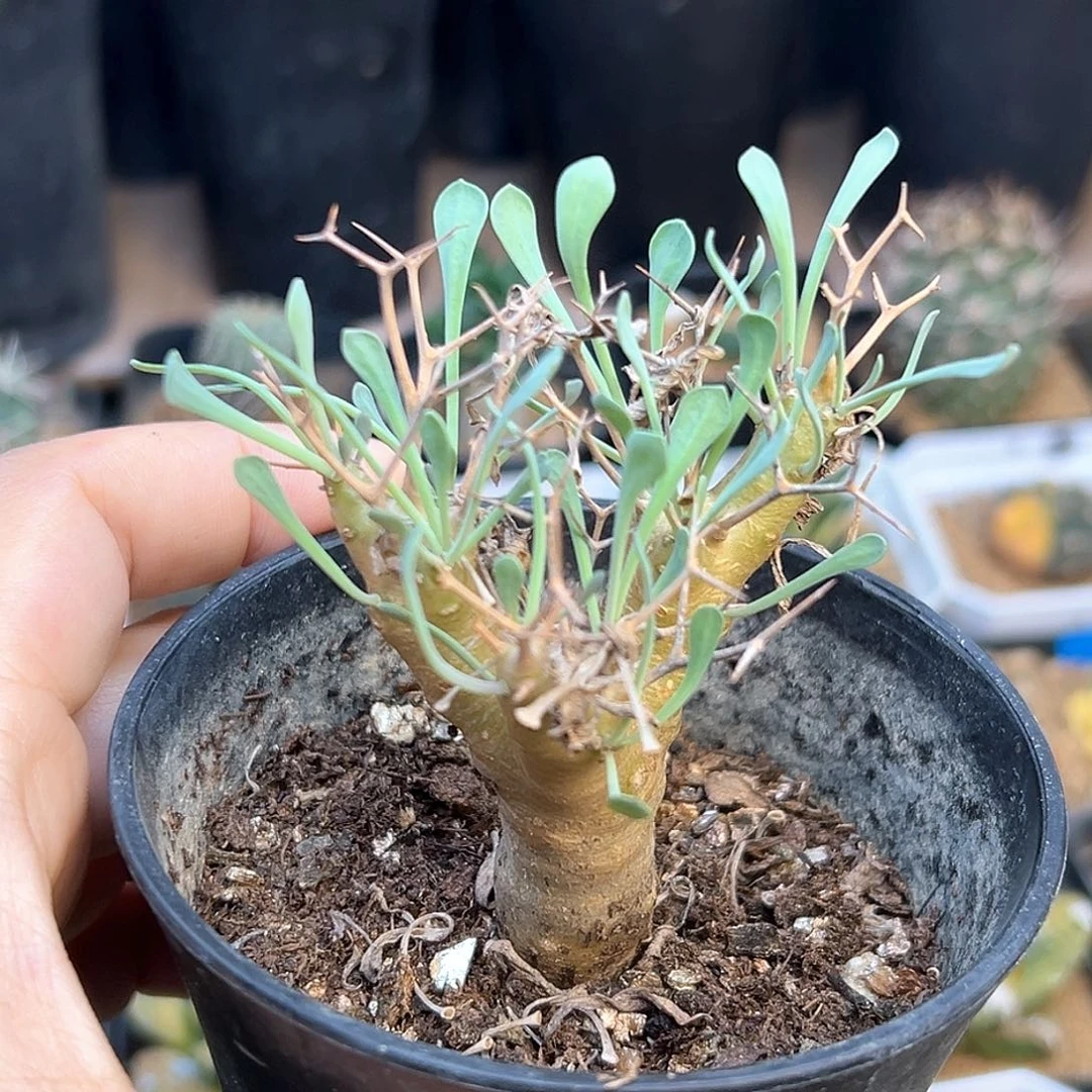 黑鬼殿厚敦菊母本