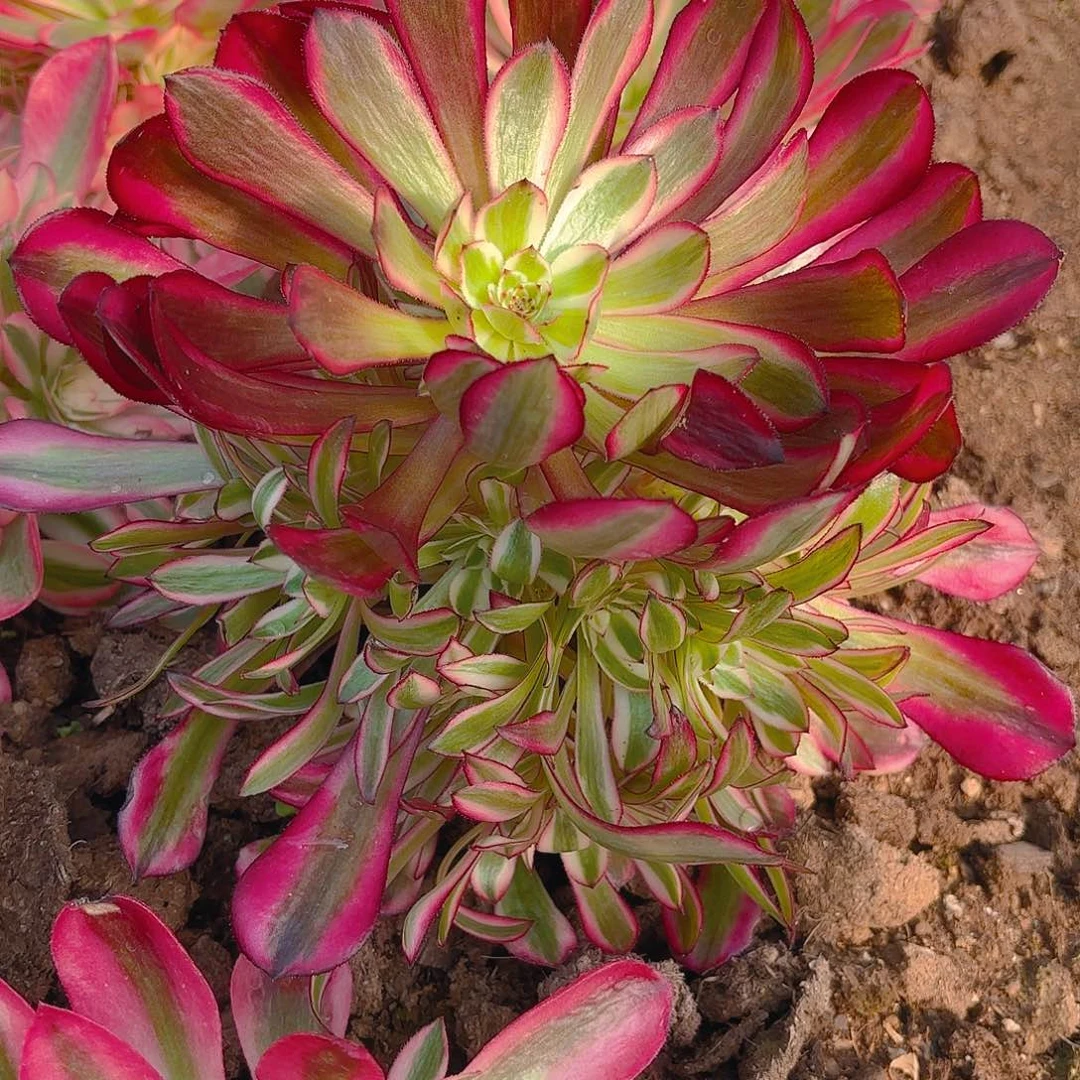 铜壶手捧多肉植物
