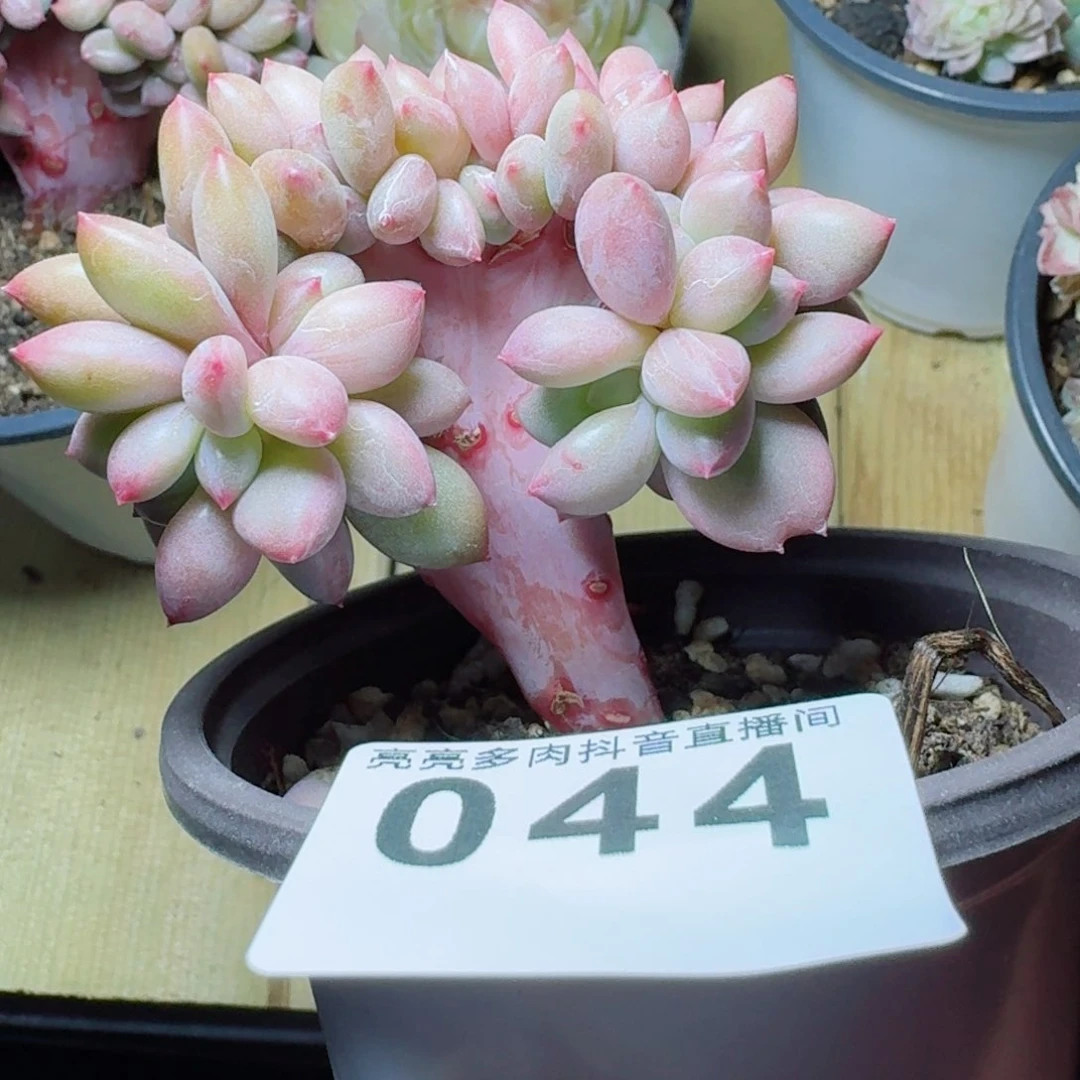 桃花源缀化         多肉植物