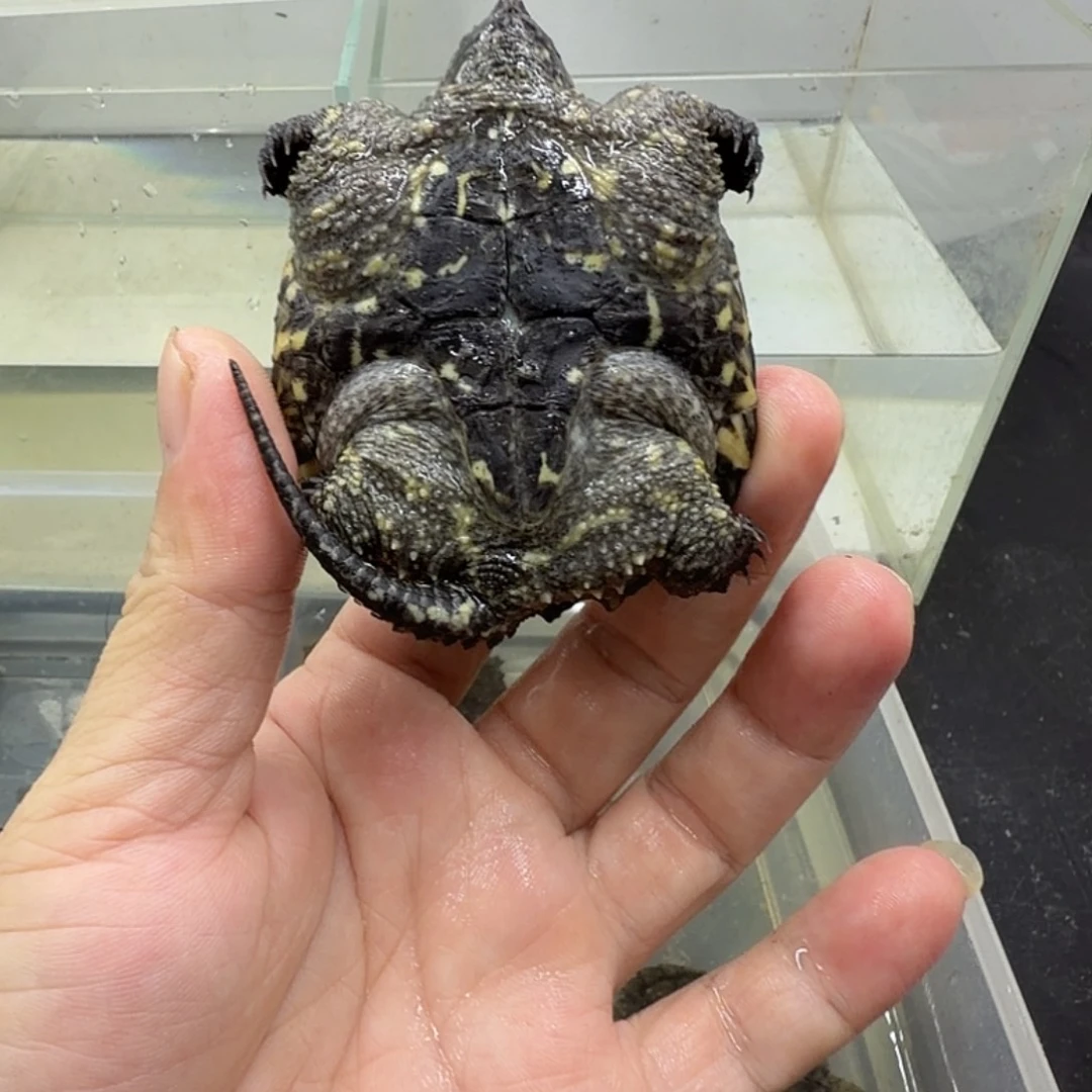 小鳄龟母6+补12差价