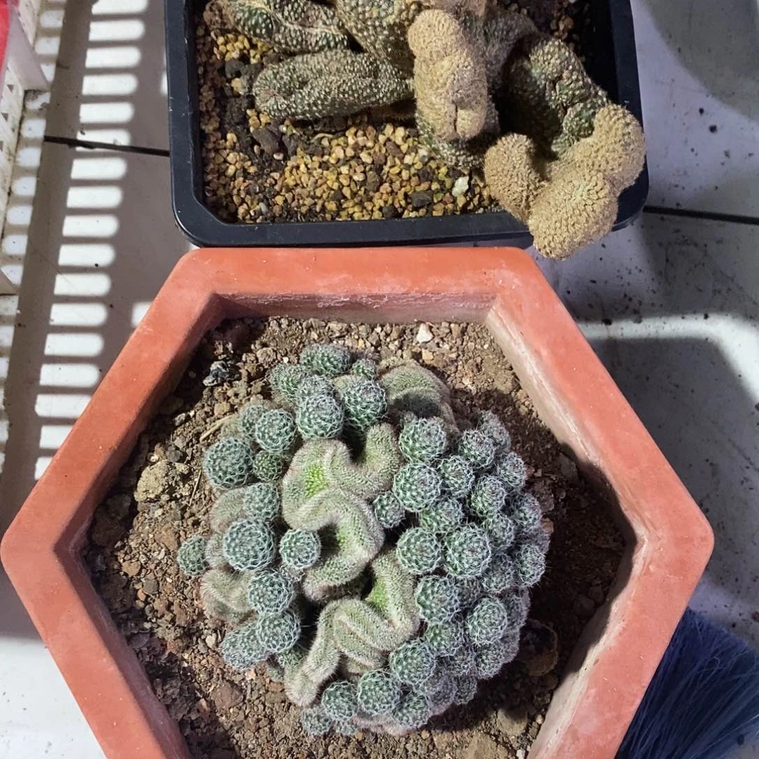 文***文完全开放采草缀化玉翁仙人球仙人掌实生缀化