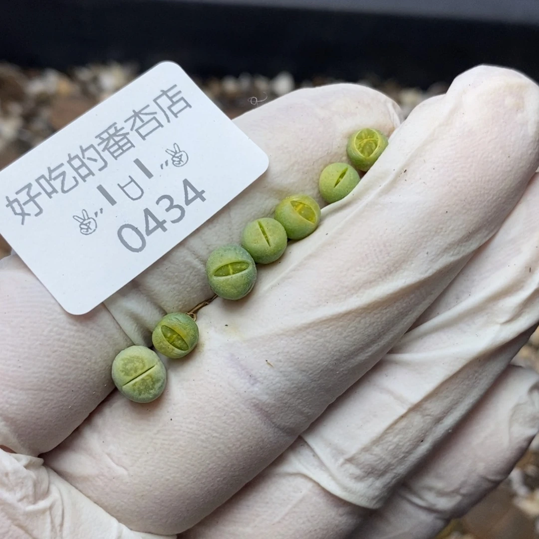 0434。零下拍保温。