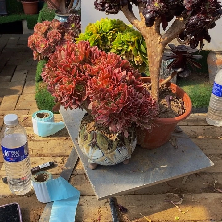 可*欧紫➕女神➕绿玫瑰1颗