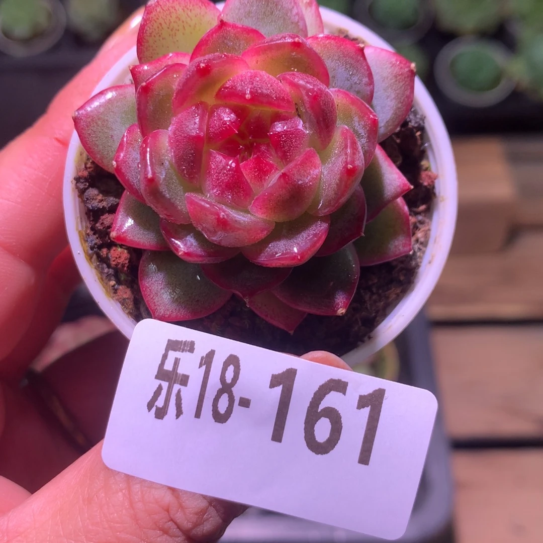 乐然18-161 新品 单头