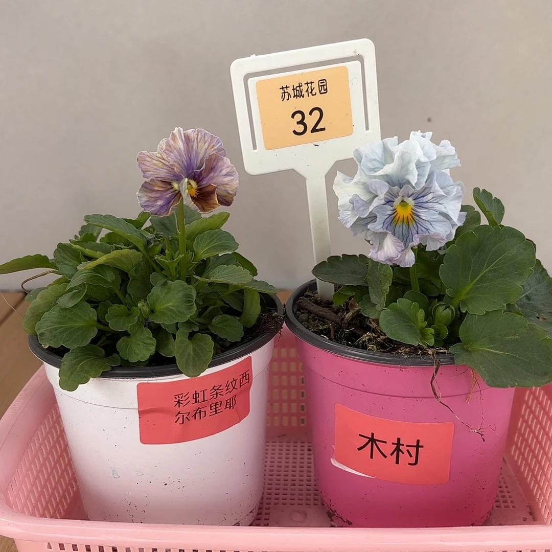 大部分开放少量花苞32