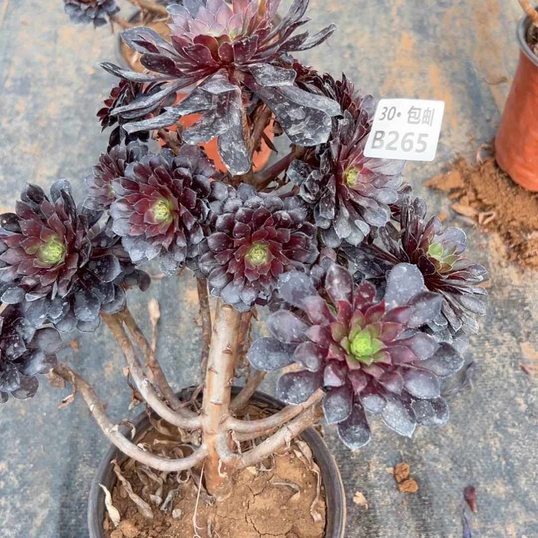 265 多肉法师断枝不包