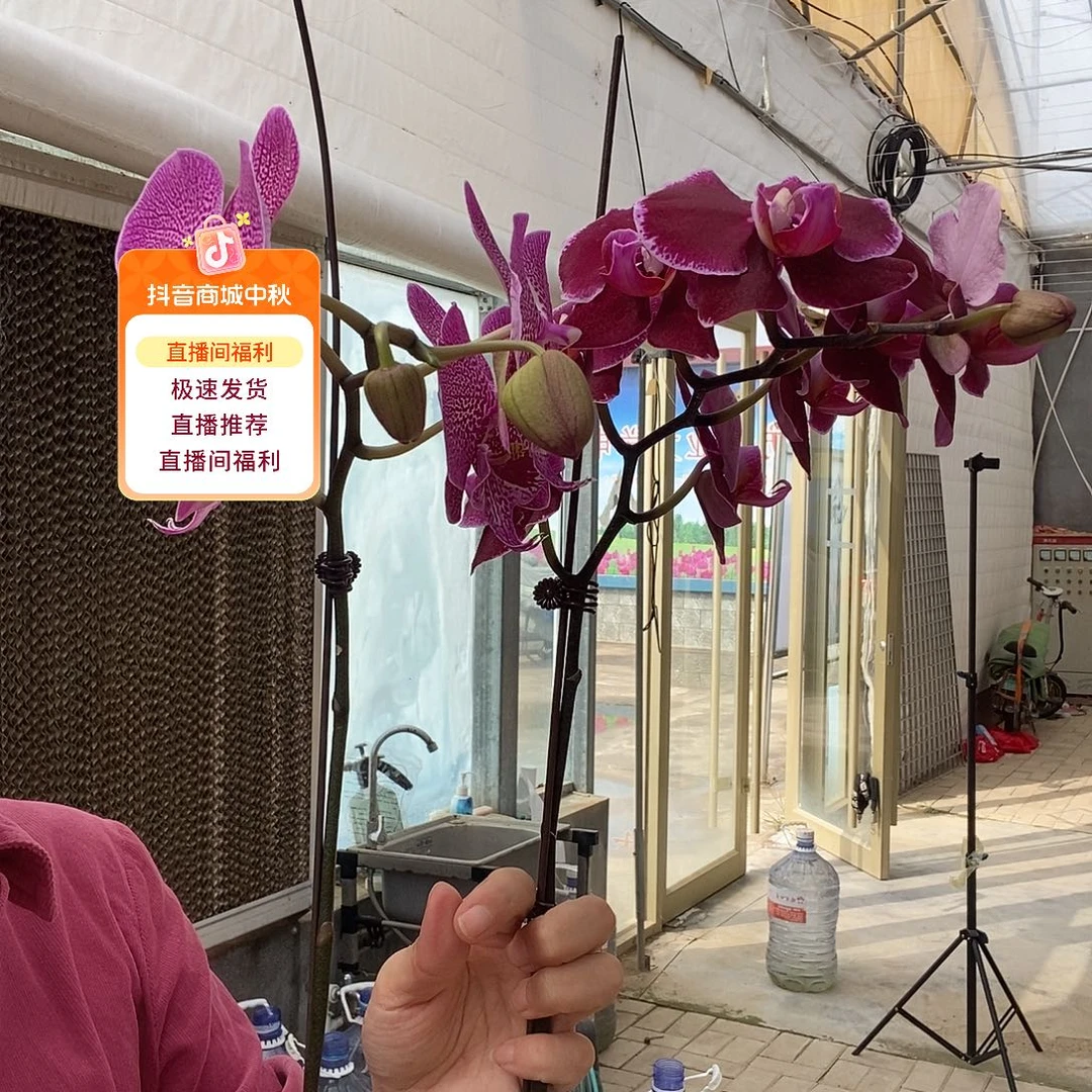 完全开放水母，蒙彼利埃两颗组合