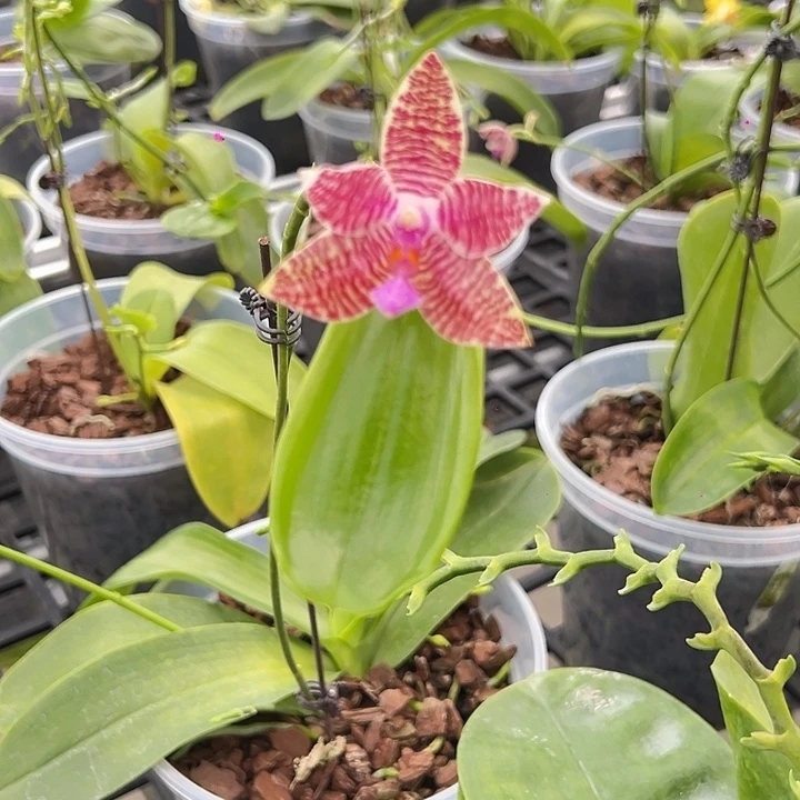 完全开放山採原种高芽红路德