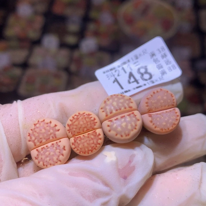 陈****?生石花多肉211.148