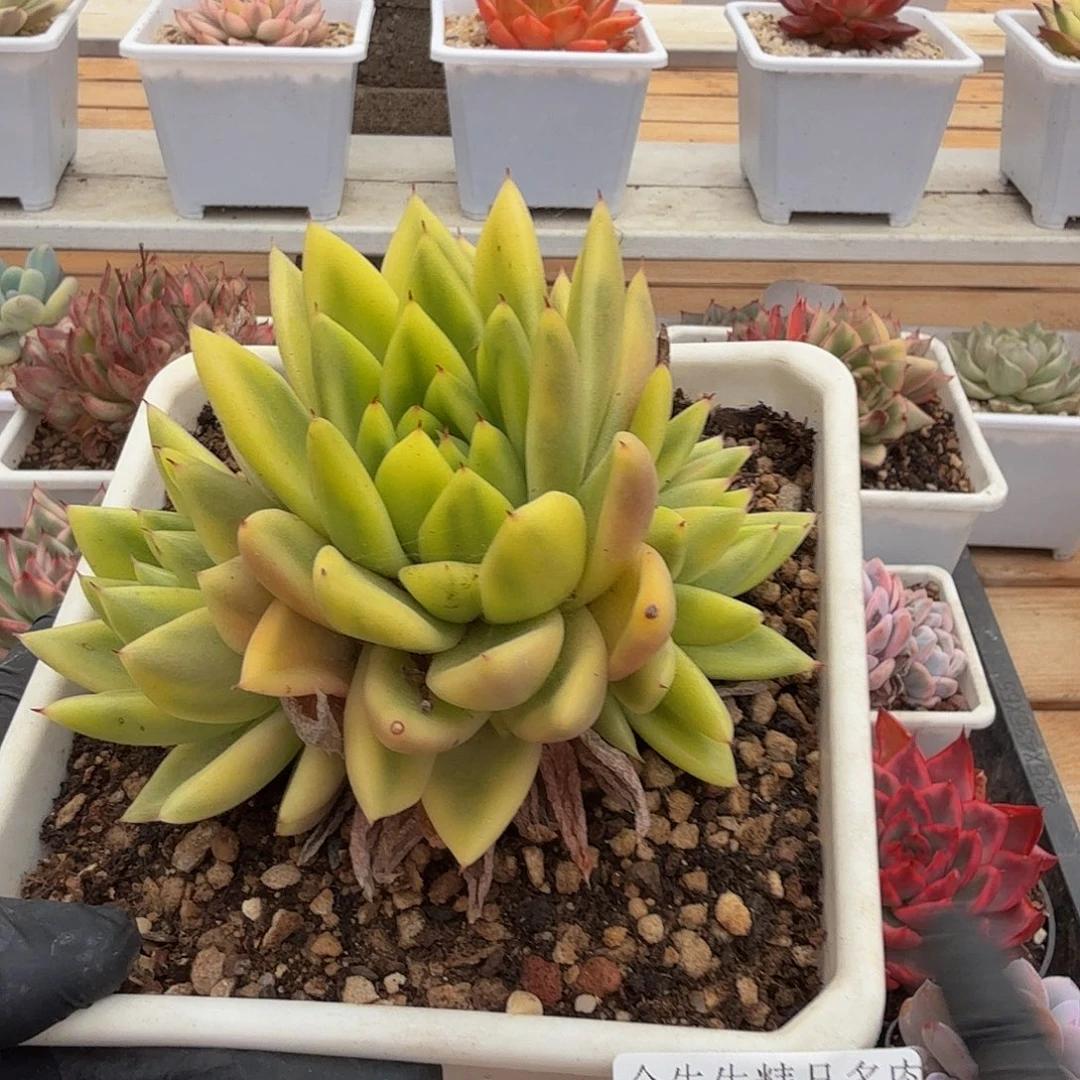 1004-30乌木玛丽亚锦