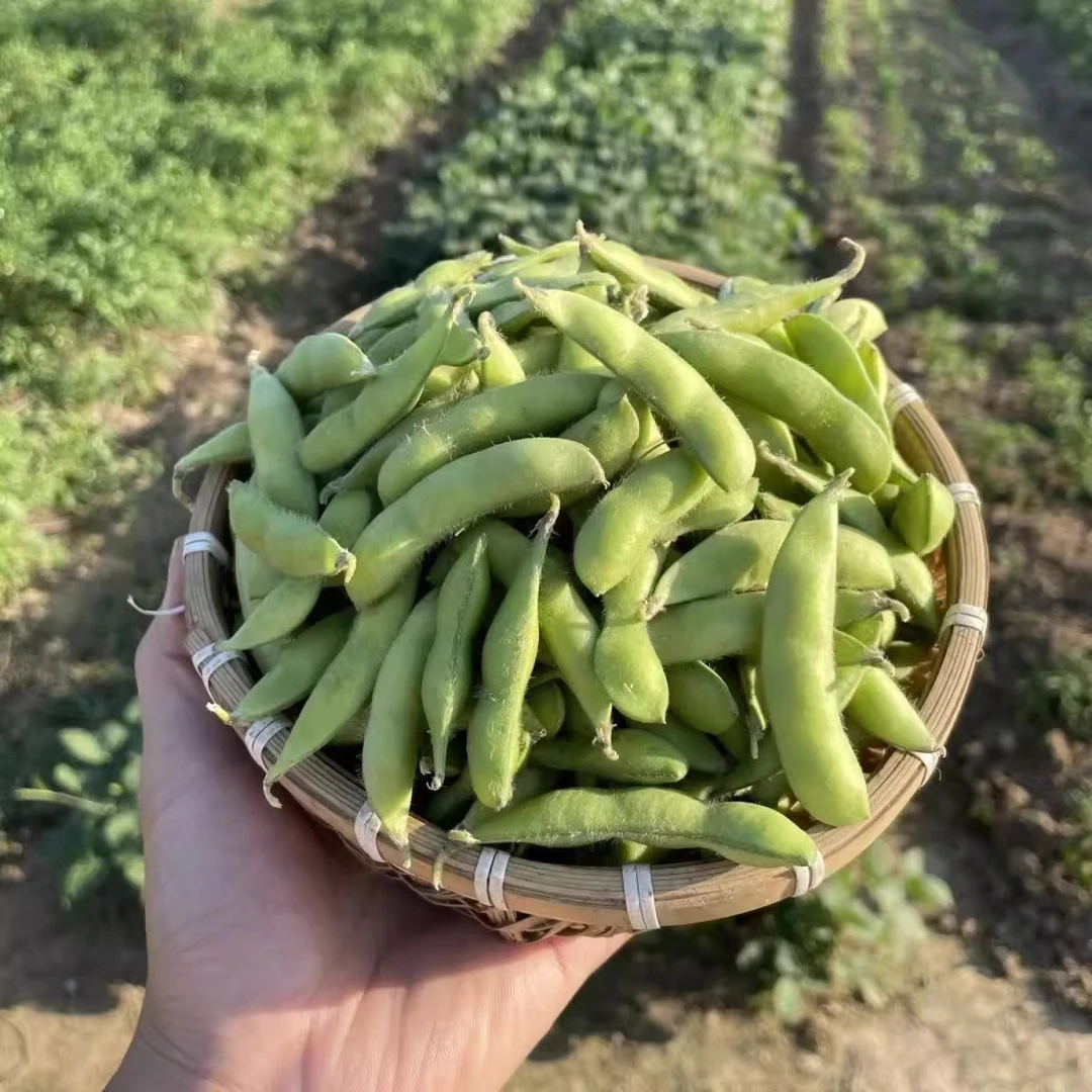 安徽本地农家新鲜蔬菜毛豆带壳生毛豆角青豆卤凉拌绿豆荚现摘现发
