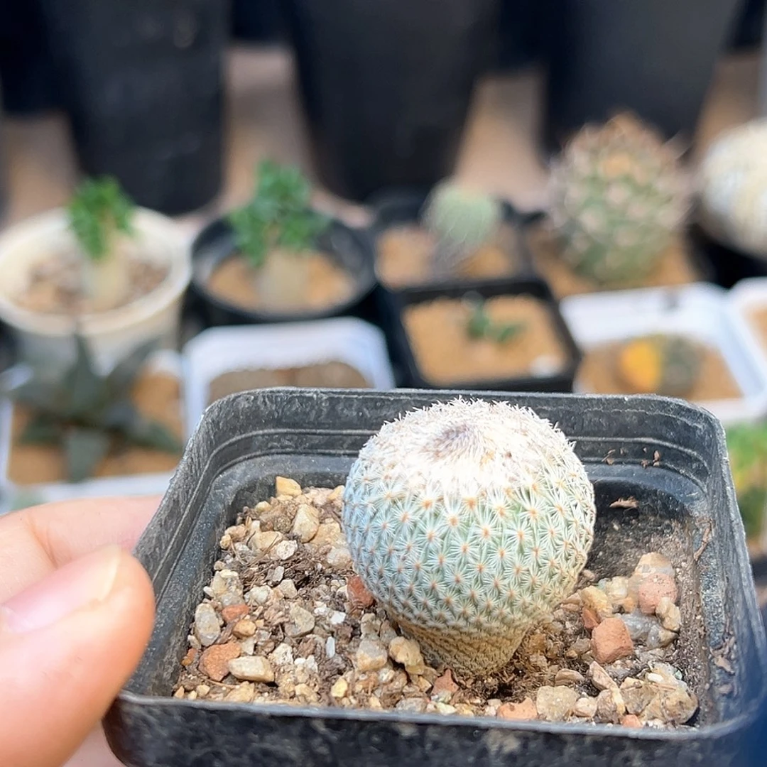 月世界实生球2.8cm