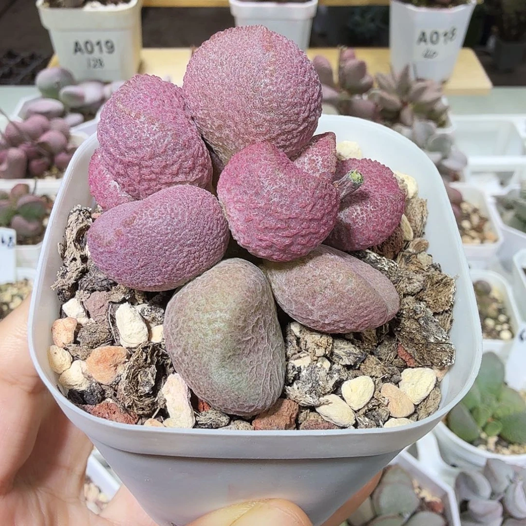 夏娃水泡多肉植物