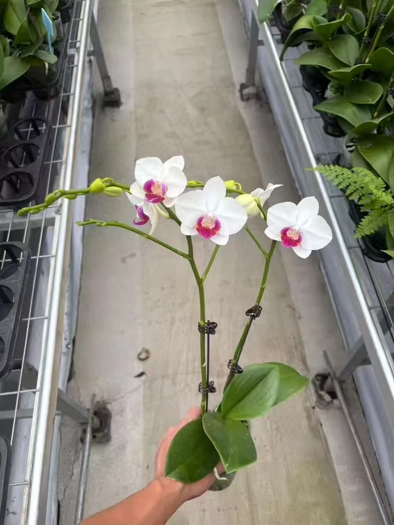 欢然花田培植小花蝴蝶兰（小魔仙）双梗