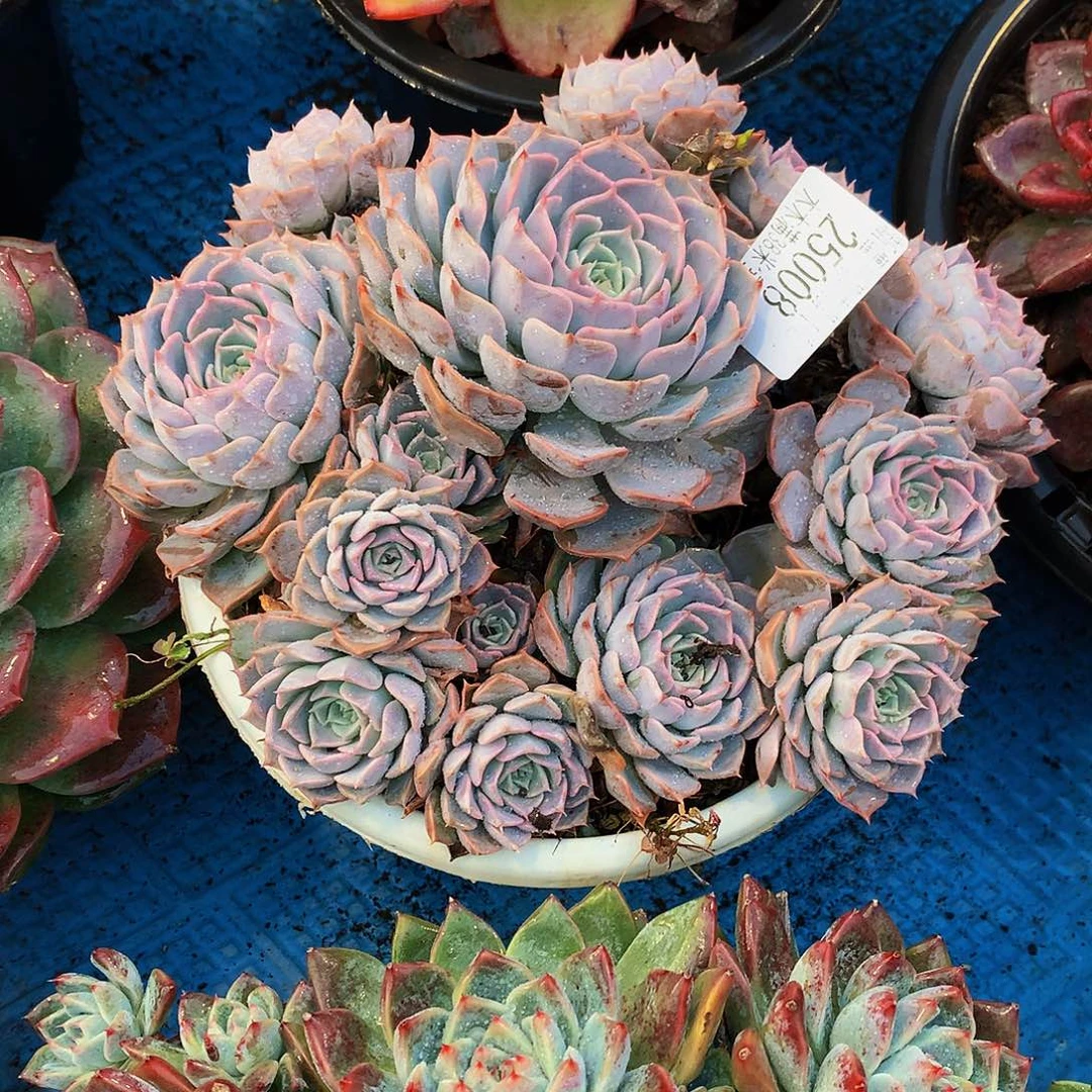 T***G   欧版海林娜多肉25008