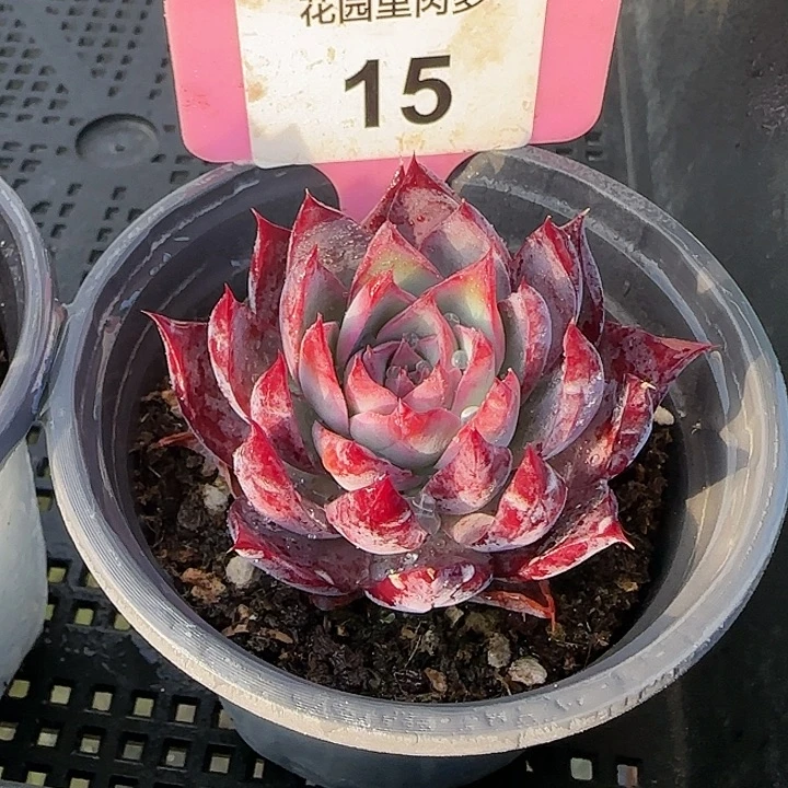 15 惊鸿仙子多肉植物6～9