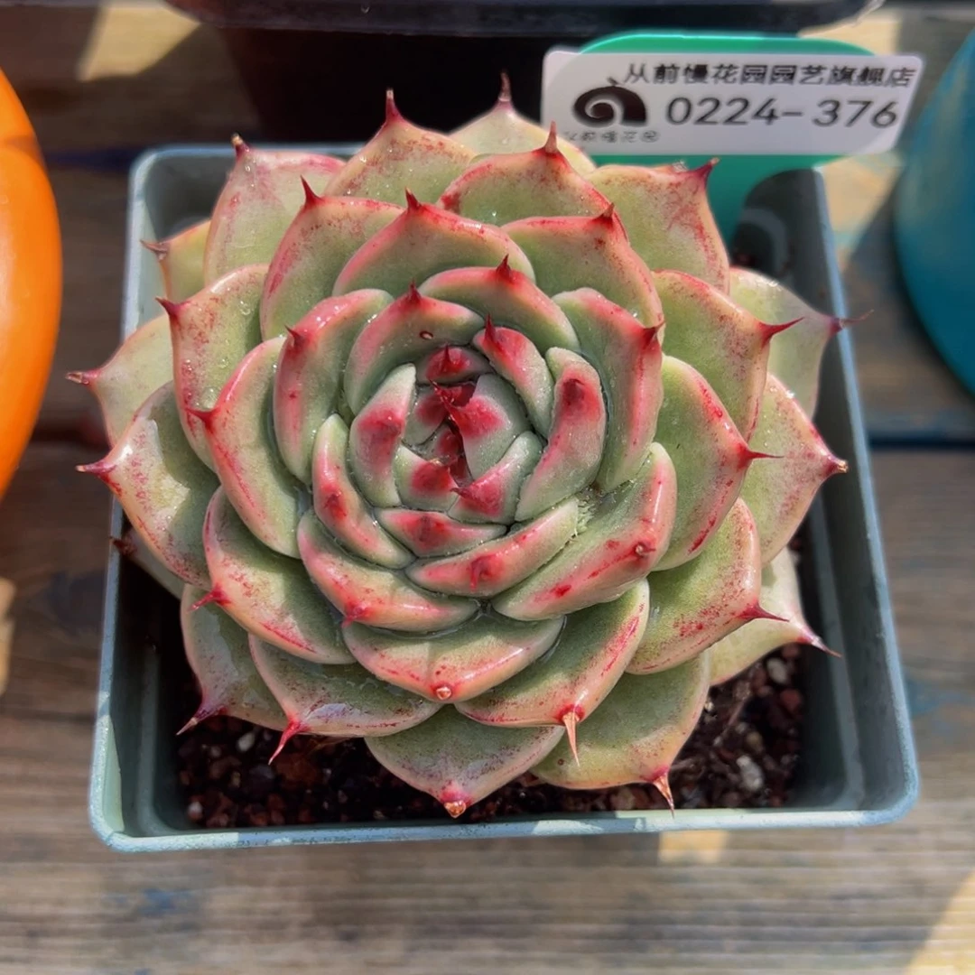 从前慢多肉精选编号0224.376