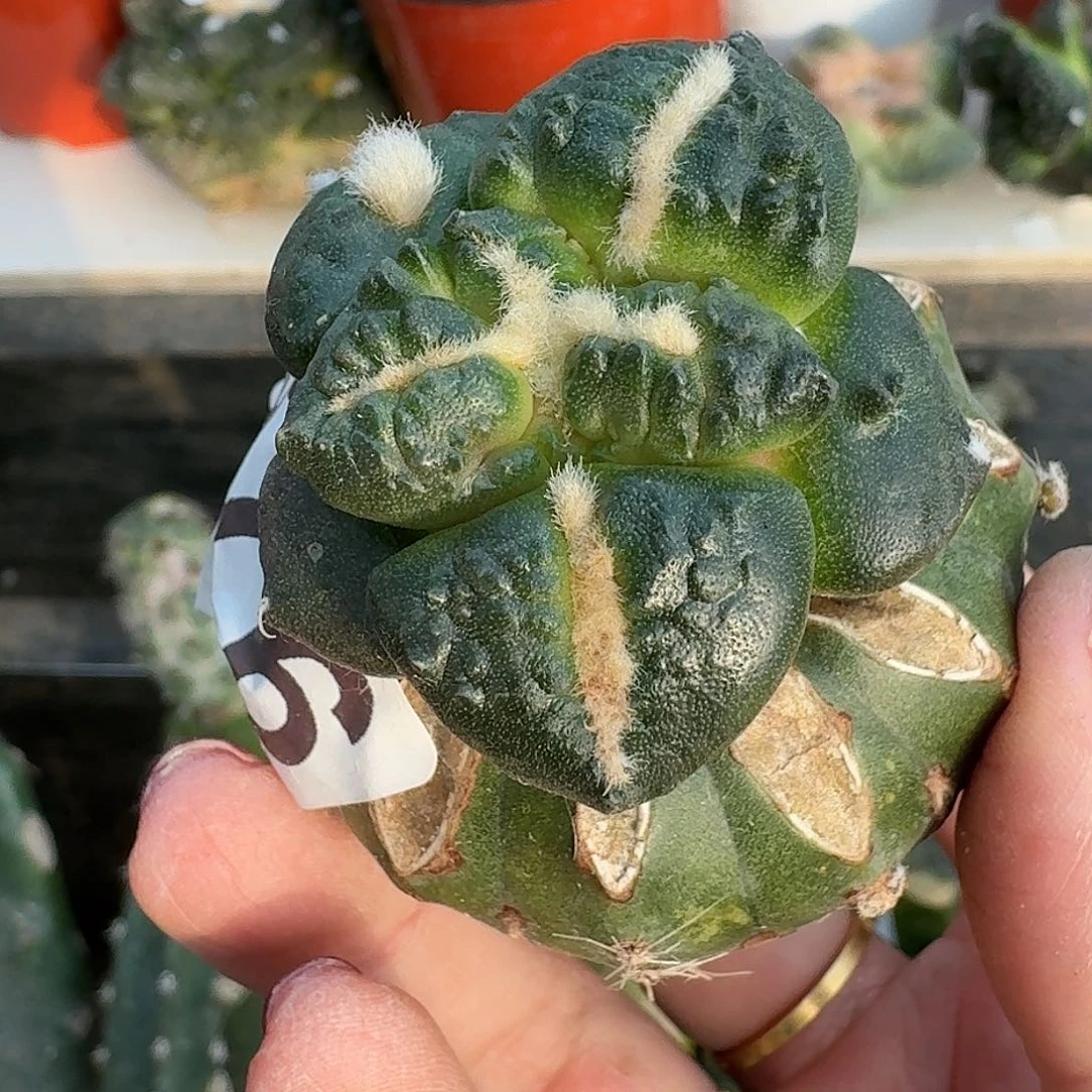 全部花朵大尤连山牡丹376