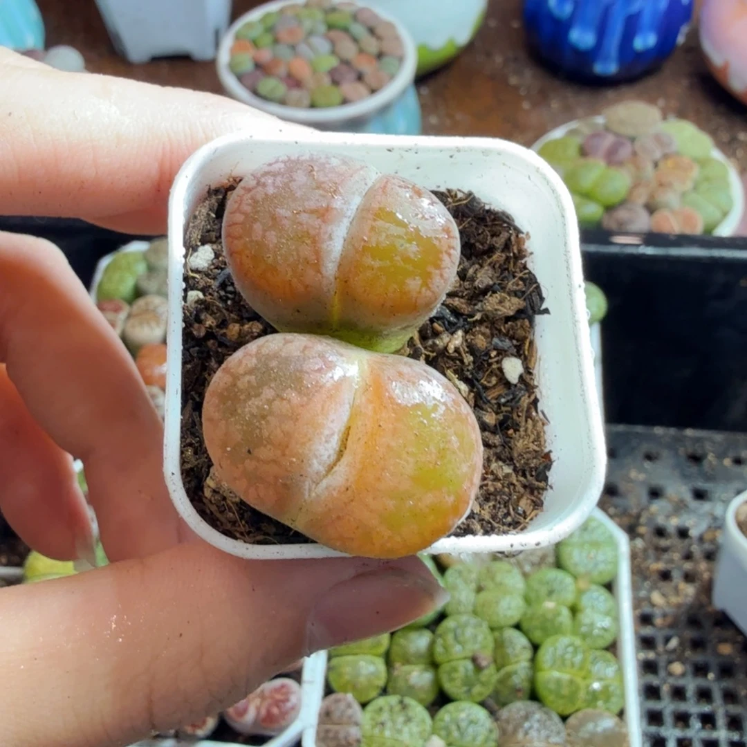 多肉植物的生长发育和828