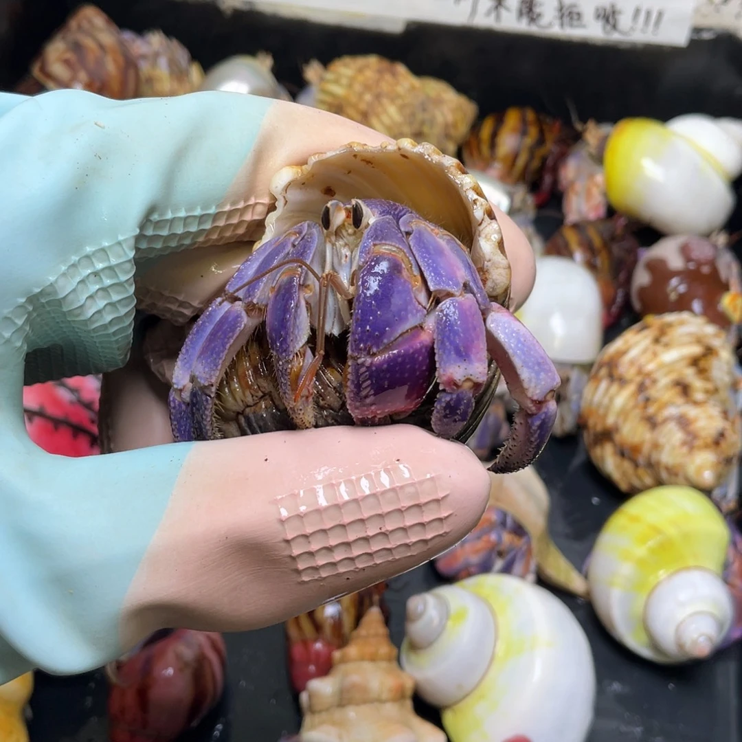 13号，2.6口紫陆寄居蟹