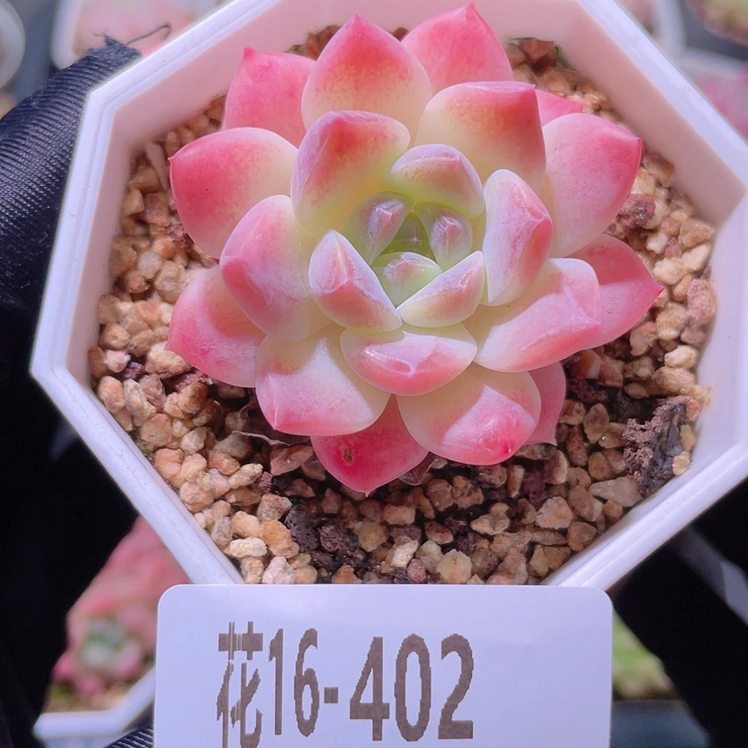 花利美16-402秘境冰魄