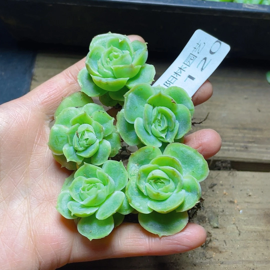 多肉植物多肉植物1120
