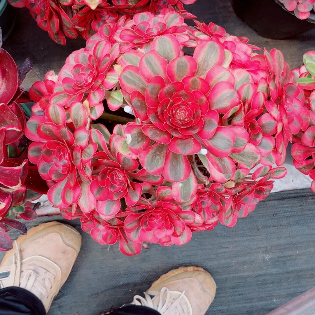 初恋寄养秋天发货