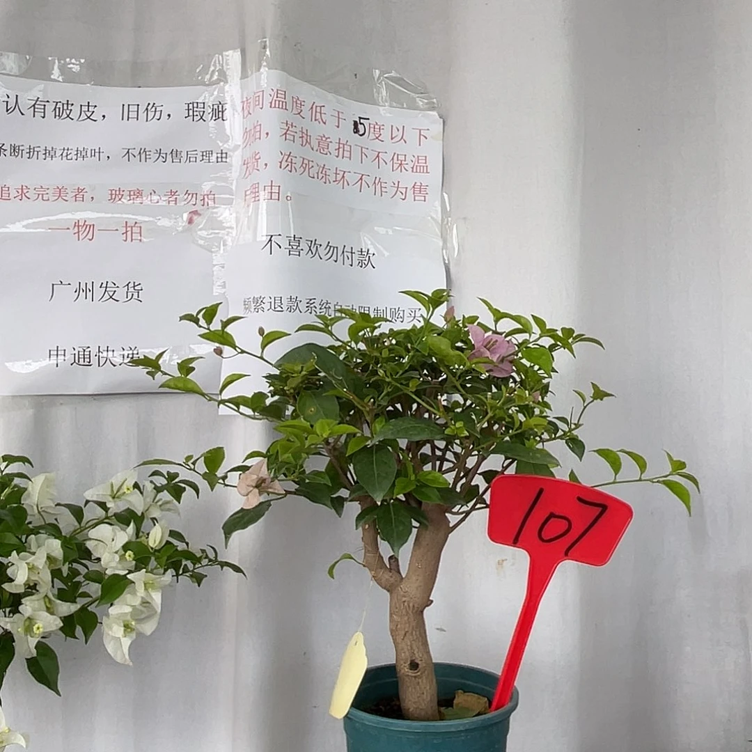 当前无花栽培后可以开花107巴西紫桩