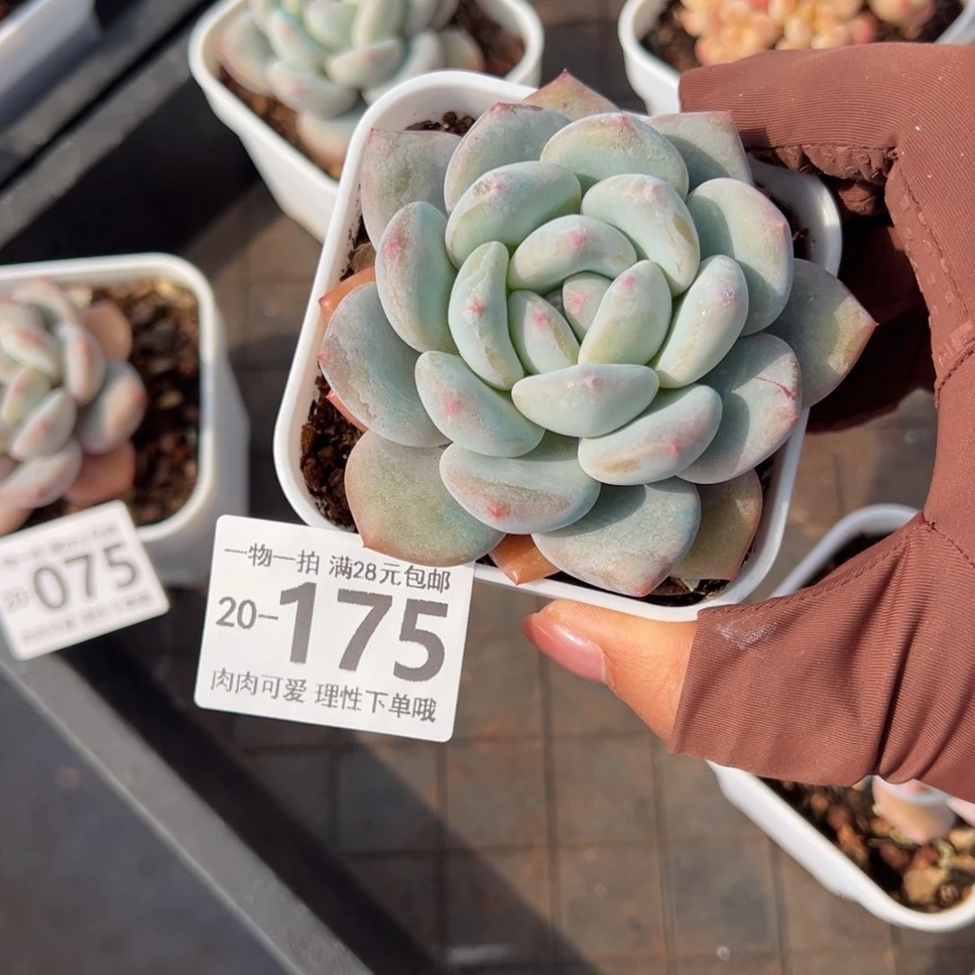 香橙多肉多肉多肉多肉