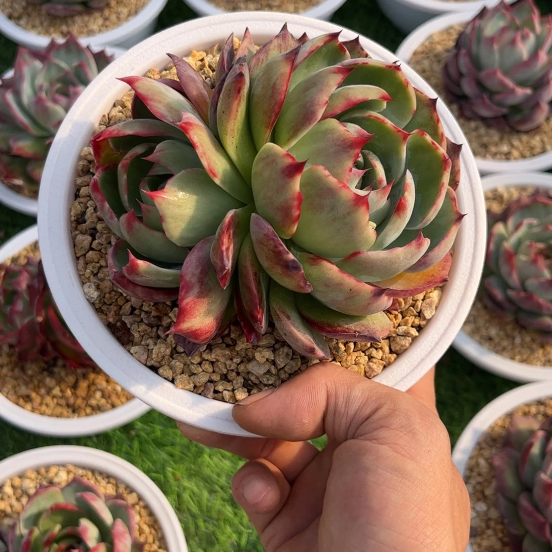 ?****?惊鸿仙子 一物一拍