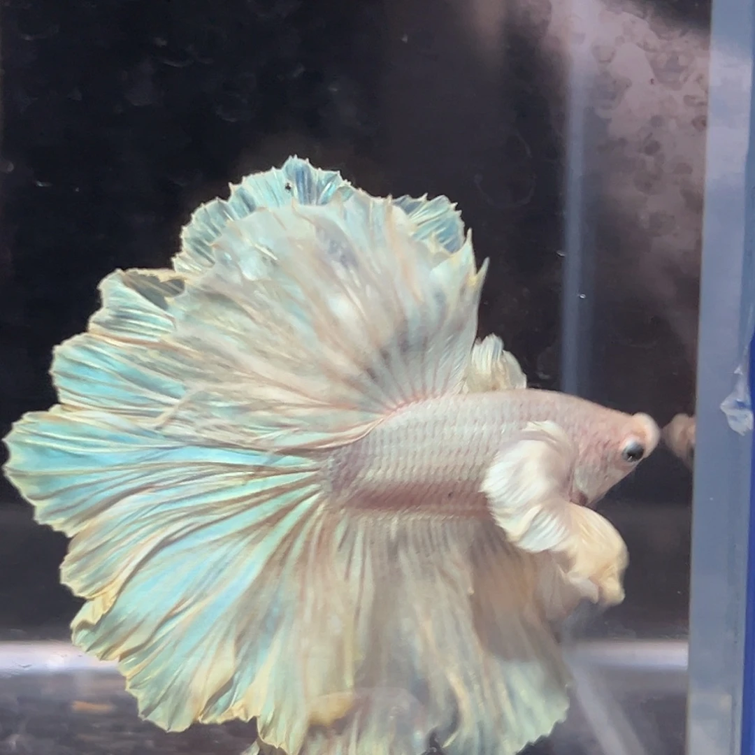 斗鱼24号米黄色巨斗花瓣
