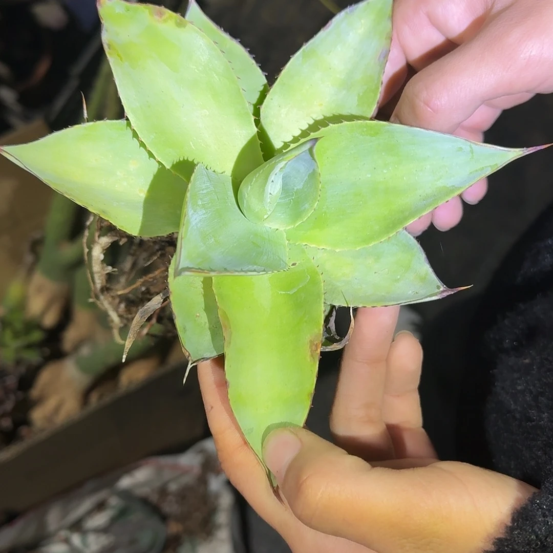 绿荷 多肉植物 多肉植物