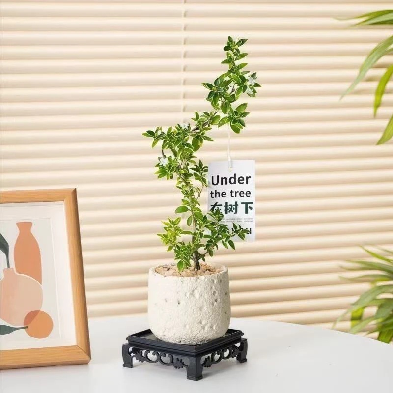 造型金边六月雪桌面绿植小盆 栽禅意花卉好养绿植