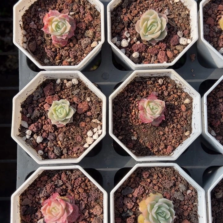 虾饺2cm叶片微瑕疵一颗量拍多肉满20包邮下午发