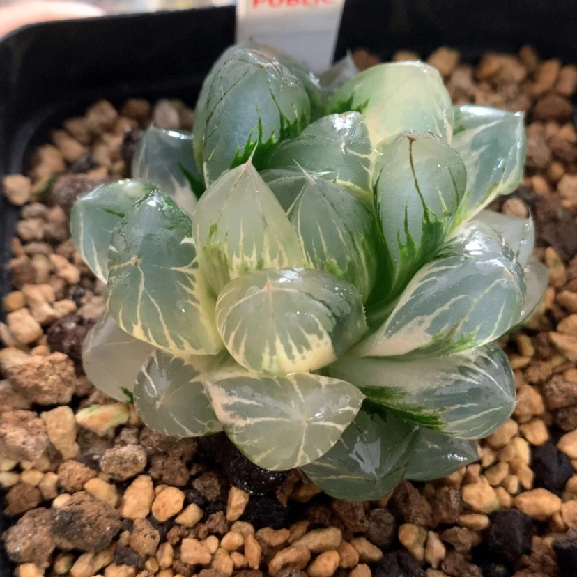 【闪购商品】373水晶杂冰川