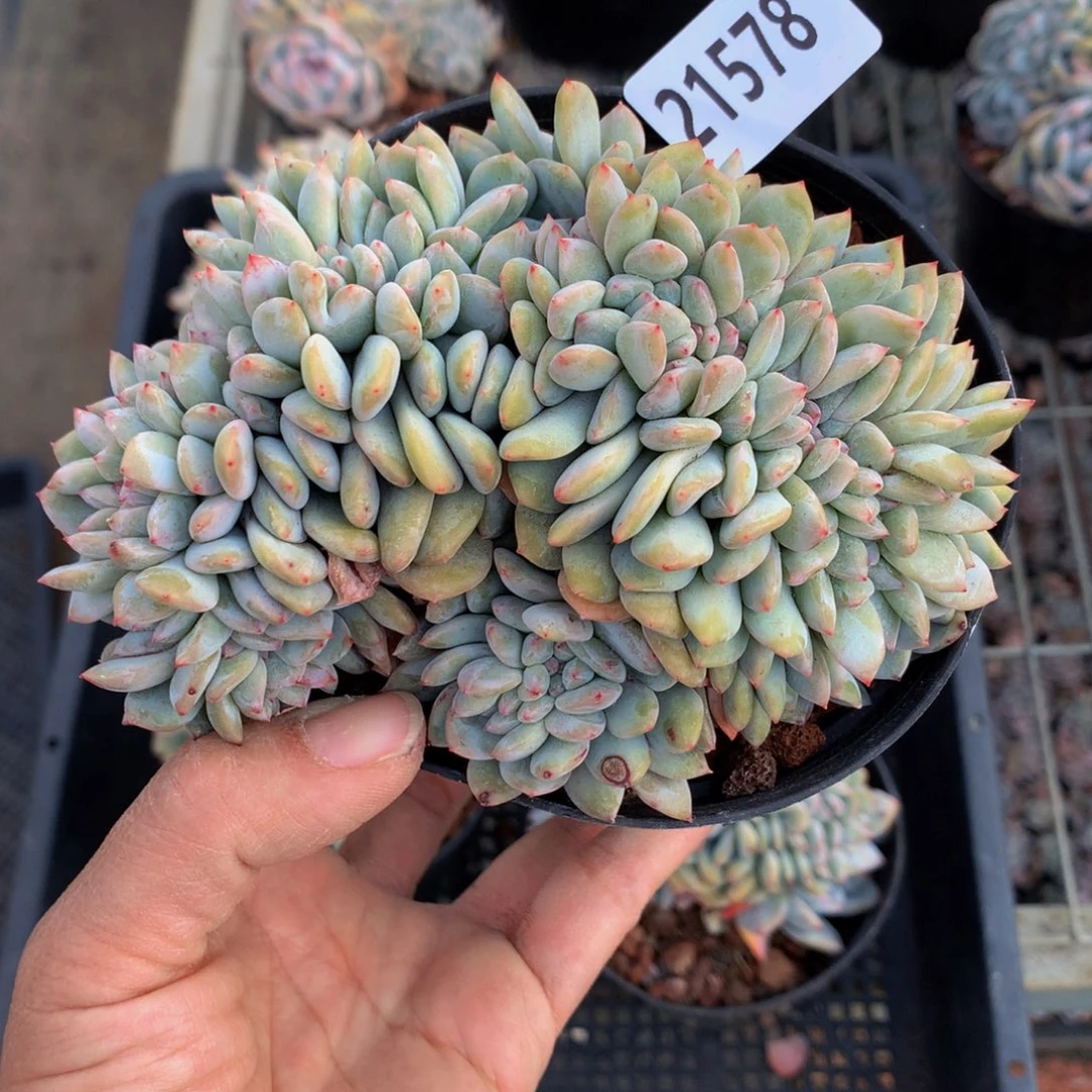 阳*?21578缀嗯嗯真的超级好看、