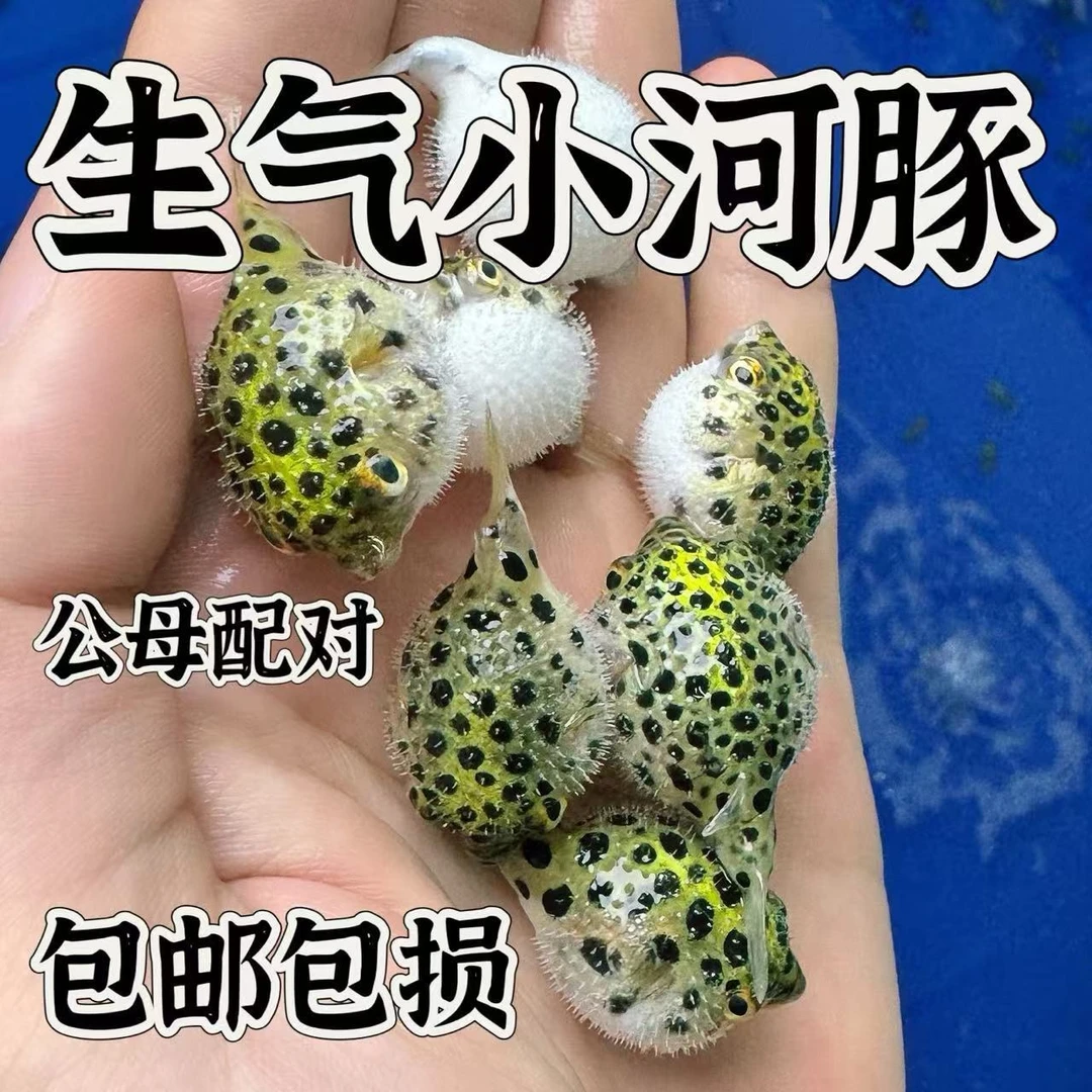 淡水好养活会鼓肚子的金娃娃河豚呆萌可爱活体观赏鱼