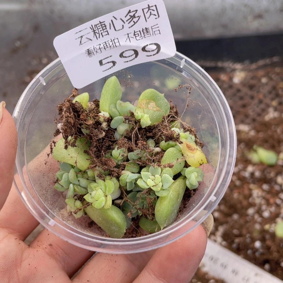云糖心多肉植物599