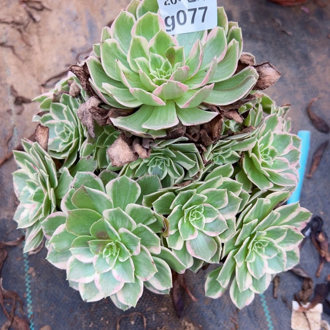 077水蜜桃，多肉法师