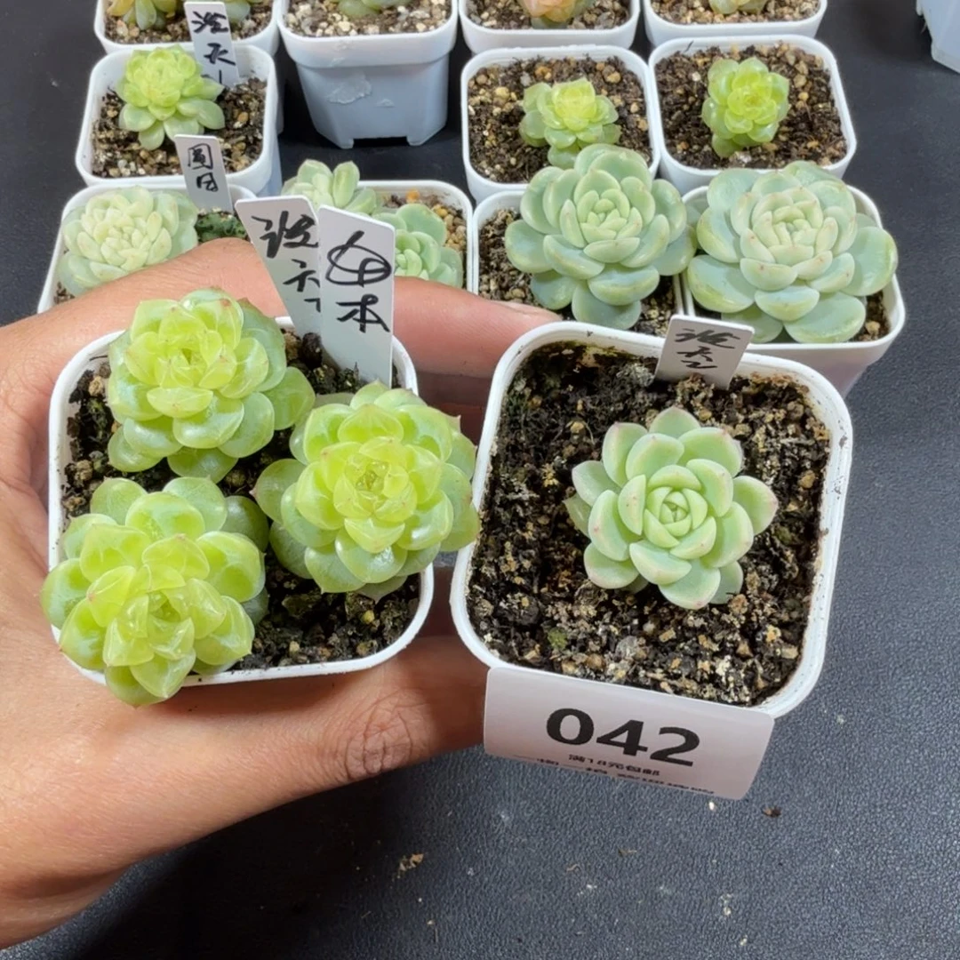 泼天2出右边苗042