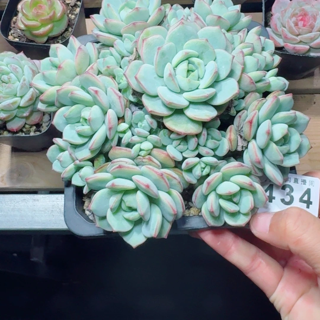 香草比斯        精美多肉植物