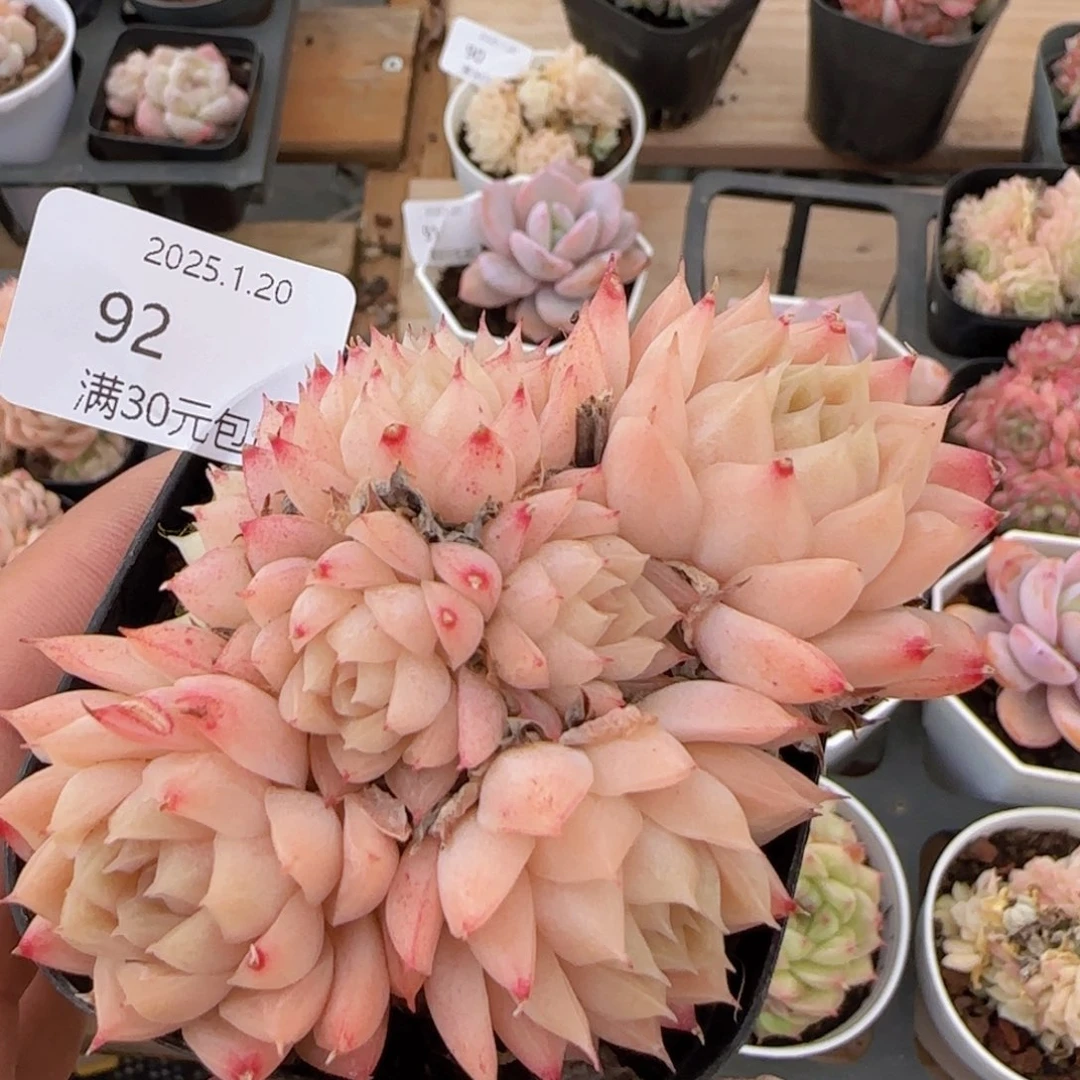 麦秆群一颗脱土发货