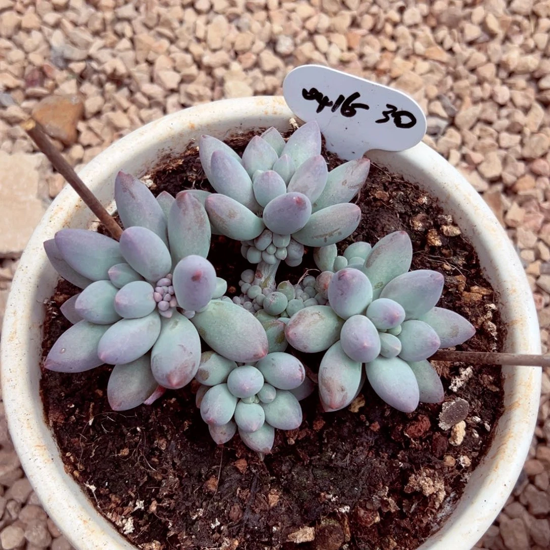 S*s0416-30冰雪萝莉