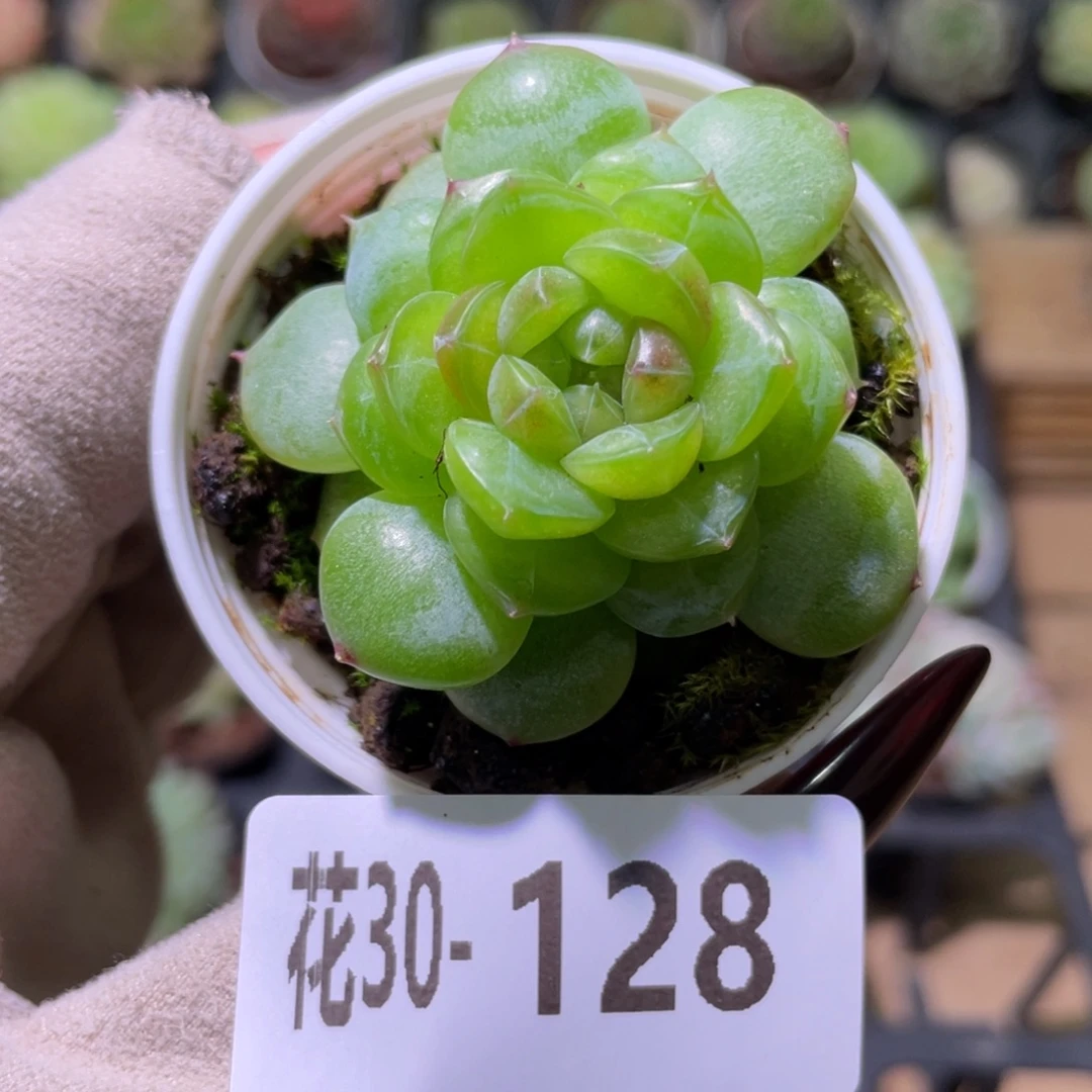 花利美30-128新品