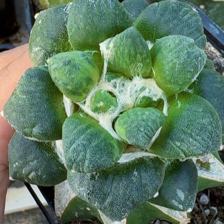 立***)无花朵福利苗接牡丹锦655