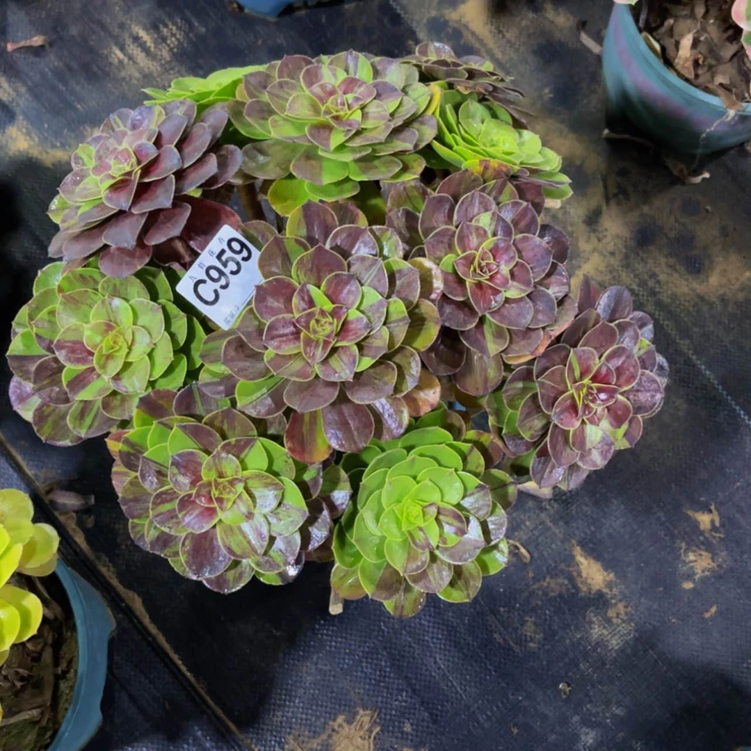 【闪购商品】马****芳95900