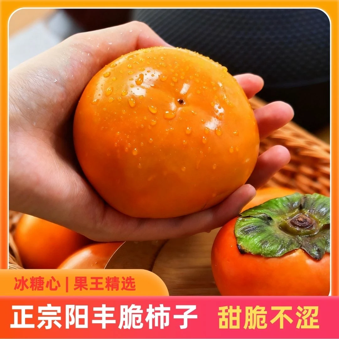 自家果园脆甜柿子精选应季硬柿子巧克力水果柿子阳丰山西柿之乡