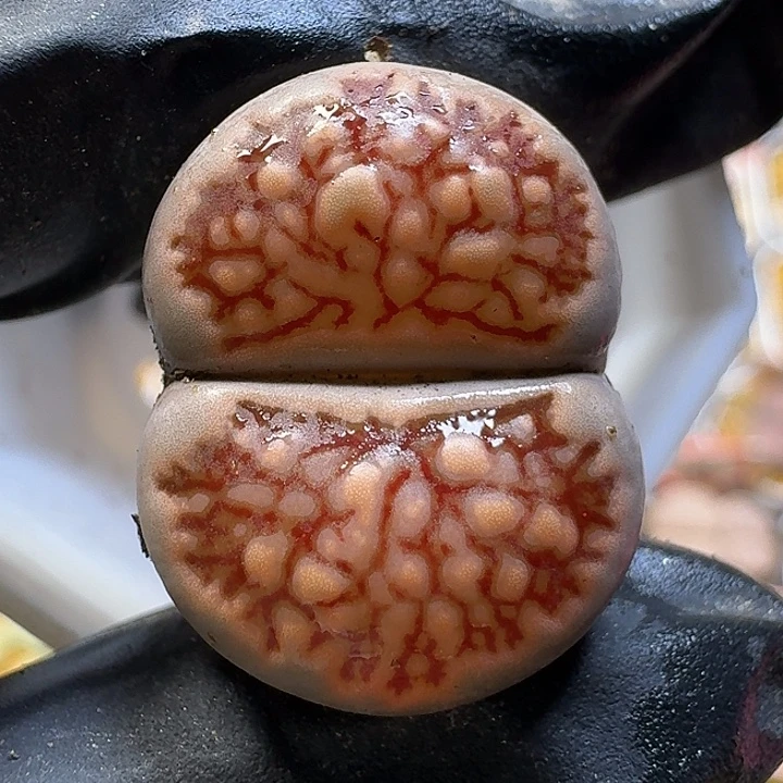 生石花1112222。  315